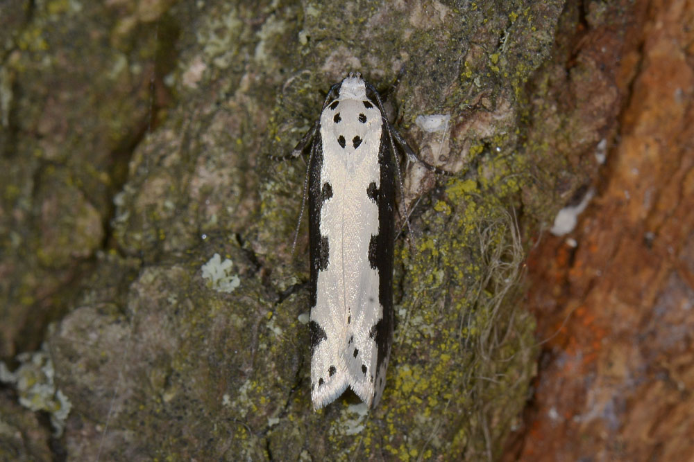 Ethmia bipunctella (Elachistidae)